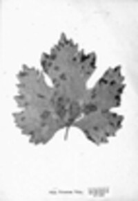 Erineum vitis image